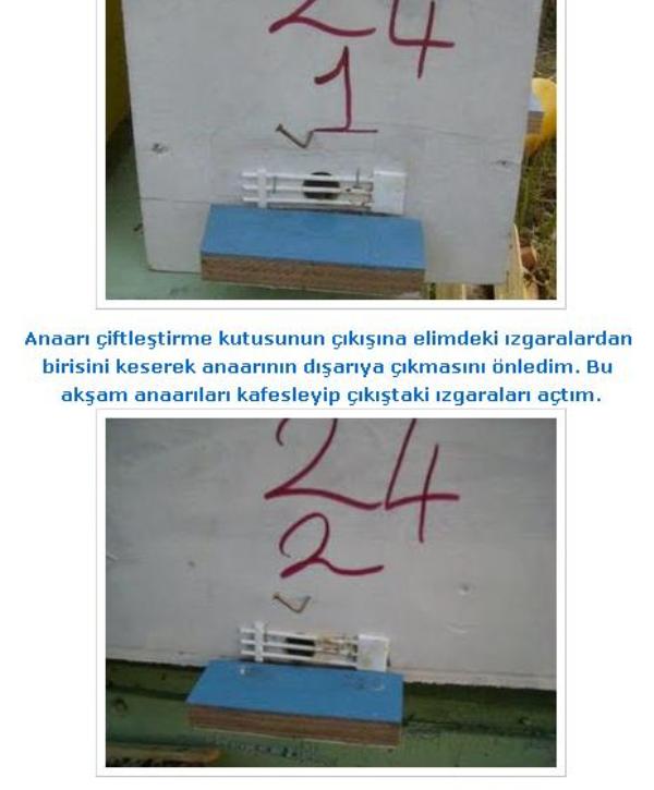 anaarıkutularınınterkineson
