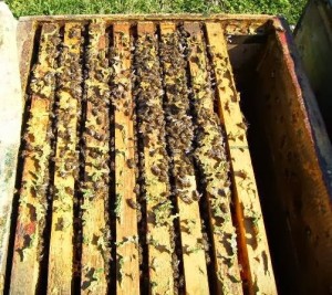 ana arı üretimi_anasız kovan
