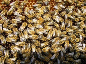 ana arı üretimi_erkek arılar
