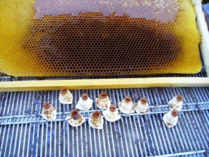 ana arı üretimi_janter ekipmanları